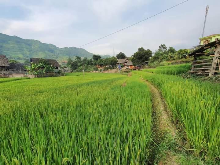 Organic Farm Homestay ซาปา ภายนอก รูปภาพ