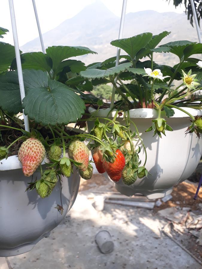 Organic Farm Homestay ซาปา ภายนอก รูปภาพ