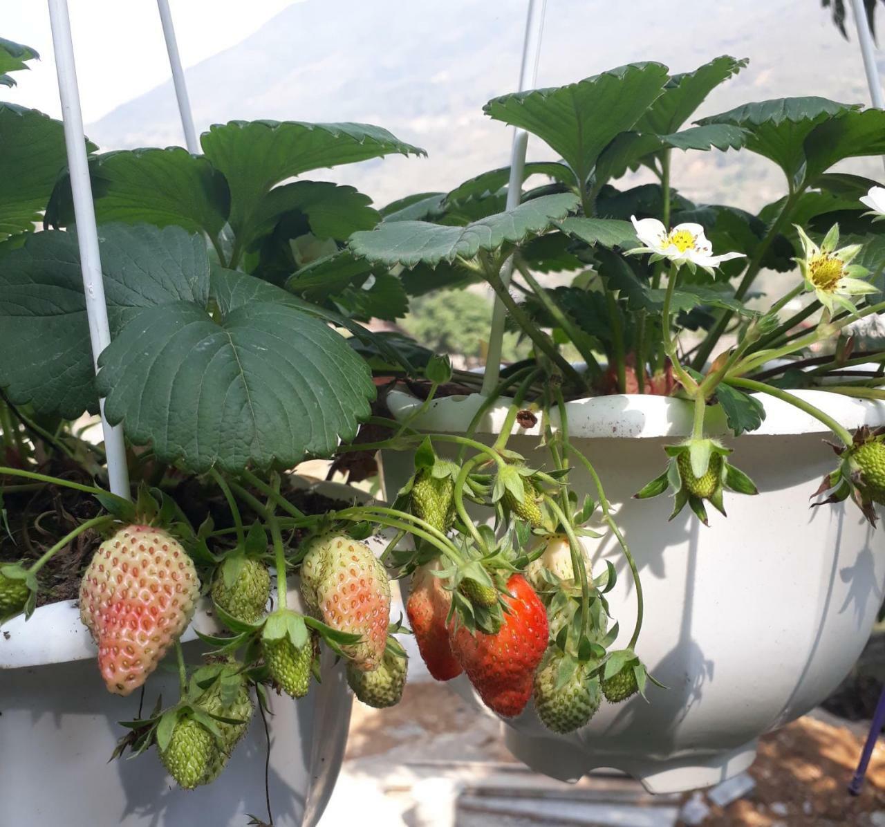 Organic Farm Homestay ซาปา ภายนอก รูปภาพ
